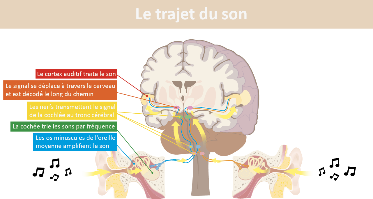 Comprendre Le Syst Me Auditif Acouph Nes Qu Bec