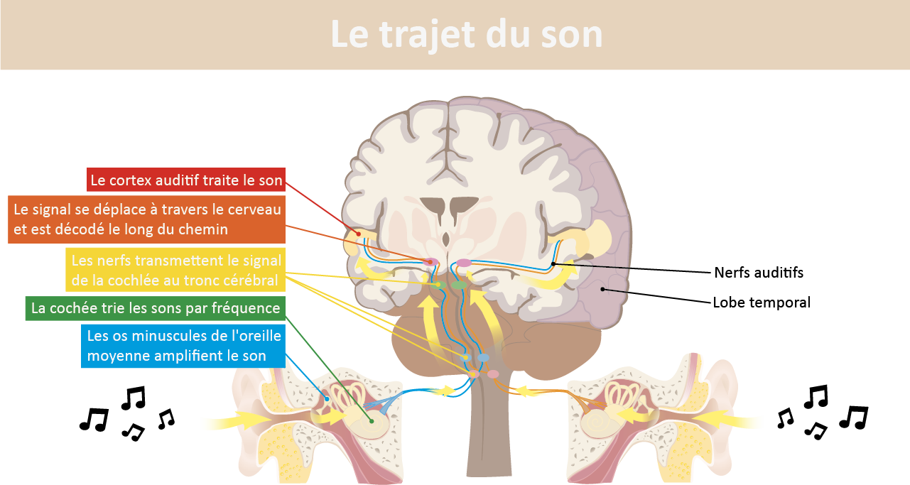 Comprendre le système auditif Acouphènes Québec